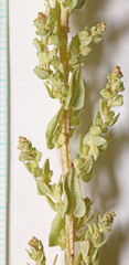 Atriplex truncata