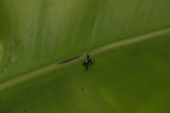 Calosphenisca unicuneata