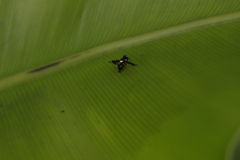 Calosphenisca unicuneata