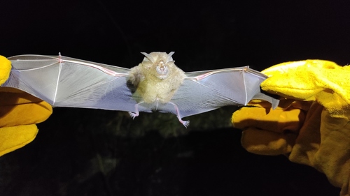 Philippine forest horseshoe bat (Rhinolophus inops) — Least Concern Mammalia