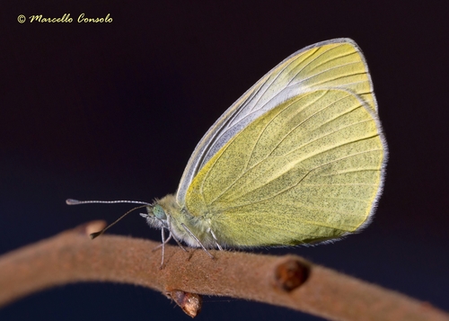 Southern Small White, photo 5 of 10