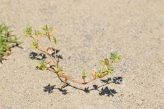 Euphorbia ocellata arenicola