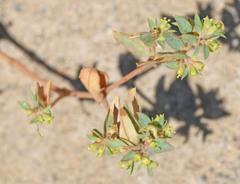 Euphorbia ocellata arenicola
