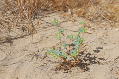 Euphorbia ocellata arenicola