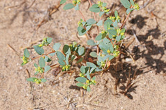 Euphorbia ocellata arenicola