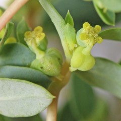 Euphorbia ocellata arenicola
