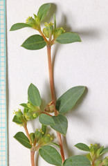 Euphorbia ocellata arenicola