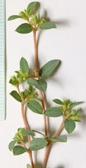 Euphorbia ocellata arenicola