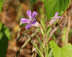 Dyschoriste oblongifolia