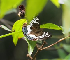 Euthalia adonia pinwilli