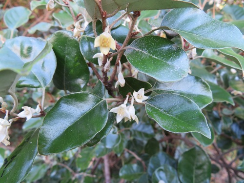 Image of Elaeagnus macrophylla by (c) Marco Mussita, some rights reserved (CC BY)