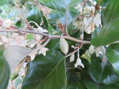 Elaeagnus macrophylla