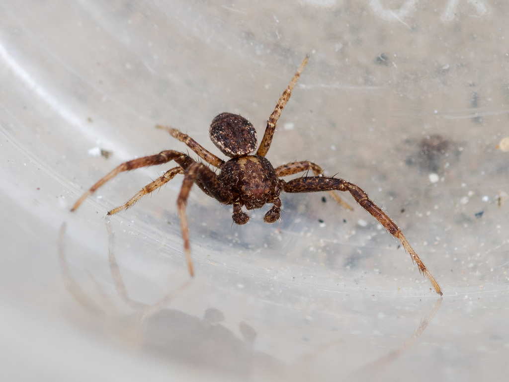 Xysticus lapidarius