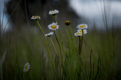 Allittia cardiocarpa