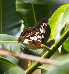Euthalia adonia pinwilli