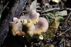 Cantharellus amethysteus
