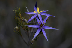 Calectasia intermedia