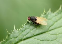 Minettia longipennis