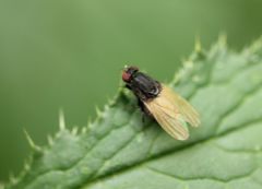 Minettia longipennis