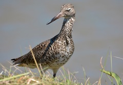 Tringa semipalmata semipalmata
