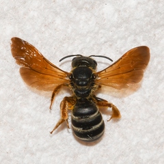 Halictus parallelus
