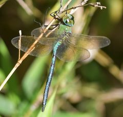 Anax imperator