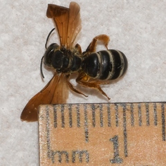 Halictus parallelus