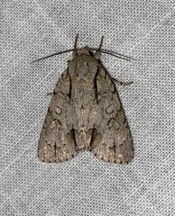 Acronicta radcliffei