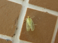 Tropiduchinae