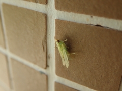 Tropiduchinae