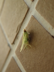 Tropiduchinae