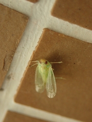 Tropiduchinae