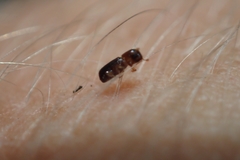 Microperus eucalypticus