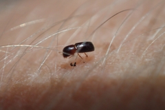 Microperus eucalypticus