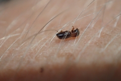 Microperus eucalypticus