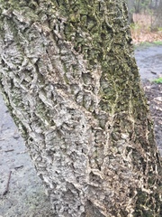 Phellodendron amurense