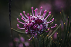 Grevillea confertifolia