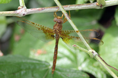 Neurocordulia xanthosoma