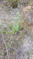 Echiostachys ecklonianus
