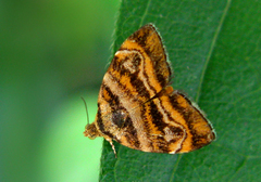 Choreutis amethystodes