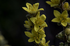 Asterolasia phebalioides