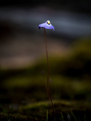 Utricularia grampiana