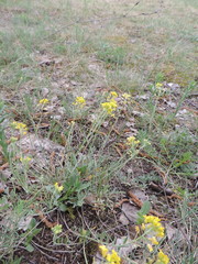 Alyssum montanum gmelinii
