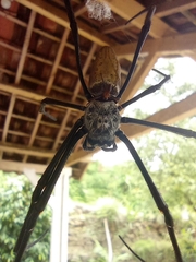 Nephila vitiana