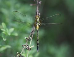 Orthetrum icteromelas