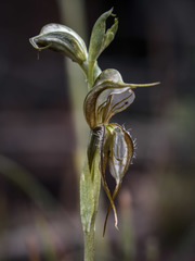 Pterostylis planulata