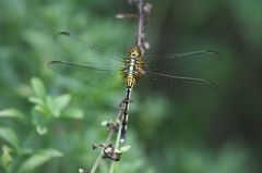 Orthetrum icteromelas