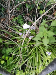 Hyacinthoides non-scripta