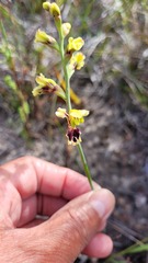 Tritoniopsis parviflora