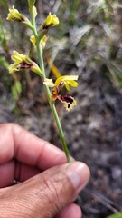 Tritoniopsis parviflora